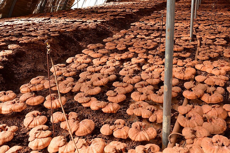 灵芝主要产地分布图