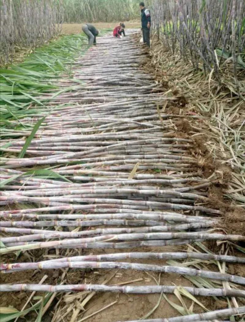 北方甘蔗种子火热订购中……口感：酥、脆、甜，个头高又粗，