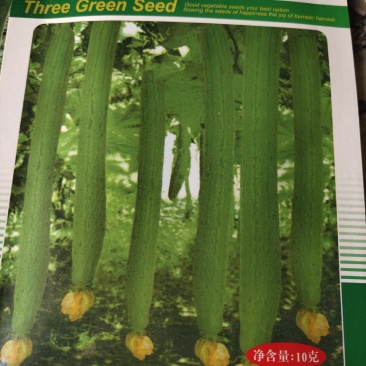 丝瓜。极早熟，杂交一代香瓜连续结瓜力强，