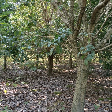 四季桂花树，广西桂北地区，绿化的优质，