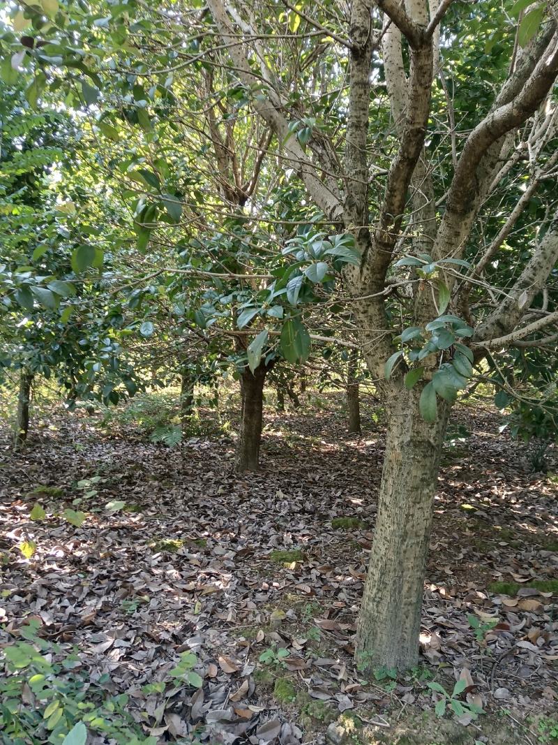 四季桂花树，广西桂北地区，绿化的优质，