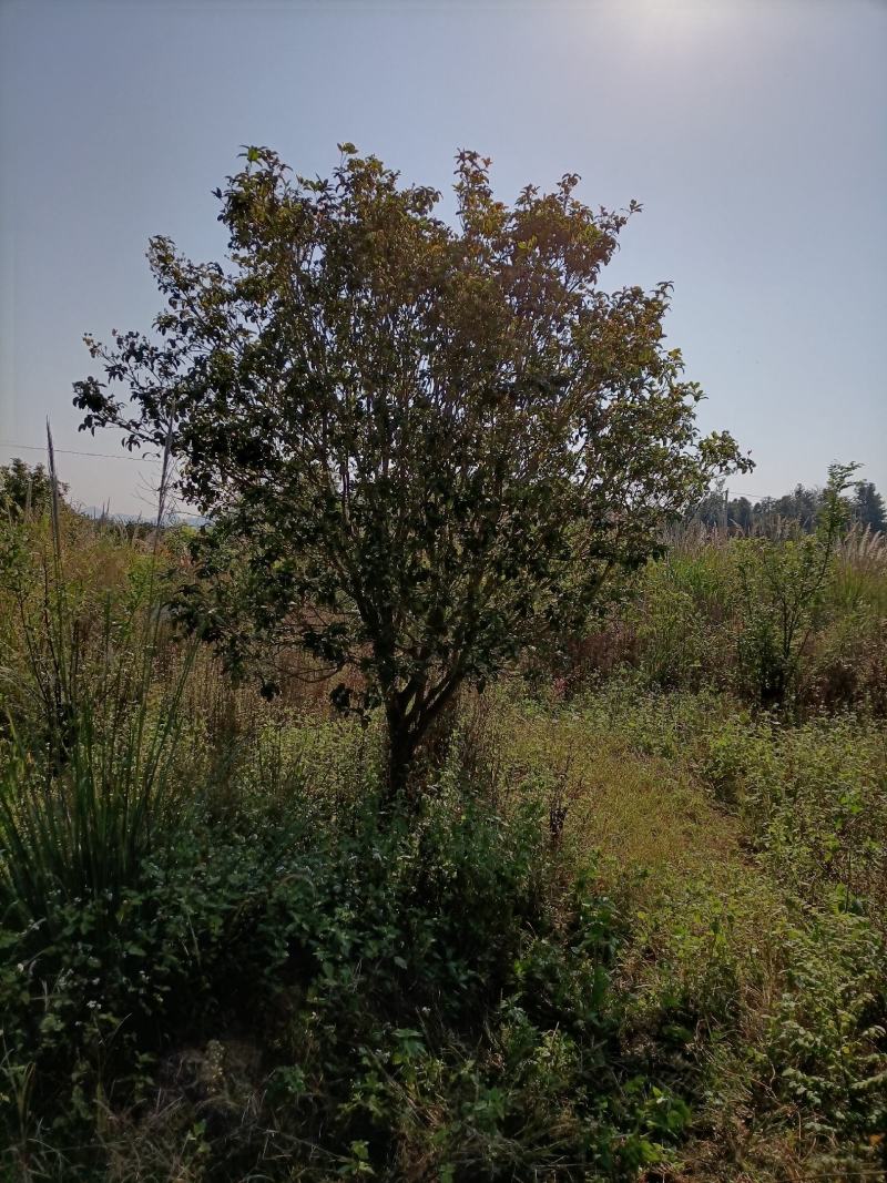 四季桂花树，广西桂北地区，绿化的优质，