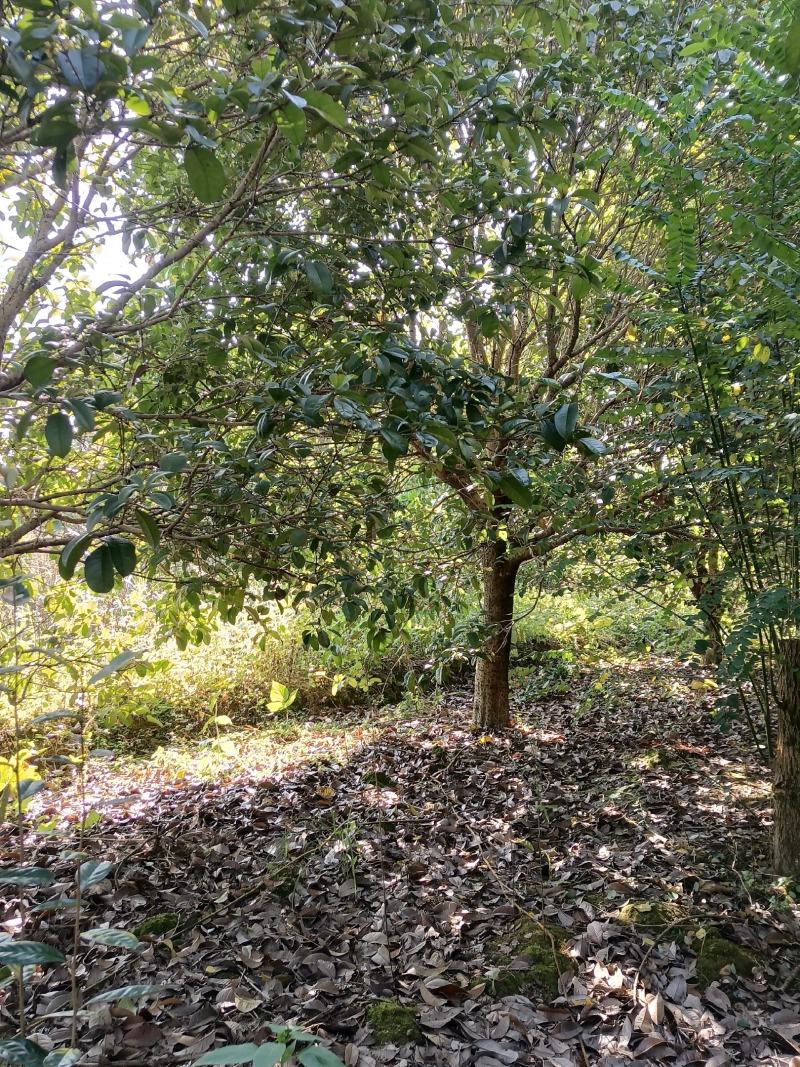 四季桂花树，广西桂北地区，绿化的优质，