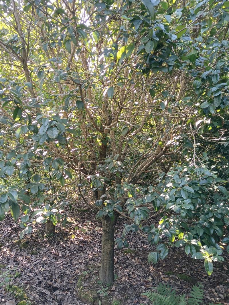 四季桂花树，广西桂北地区，绿化的优质，