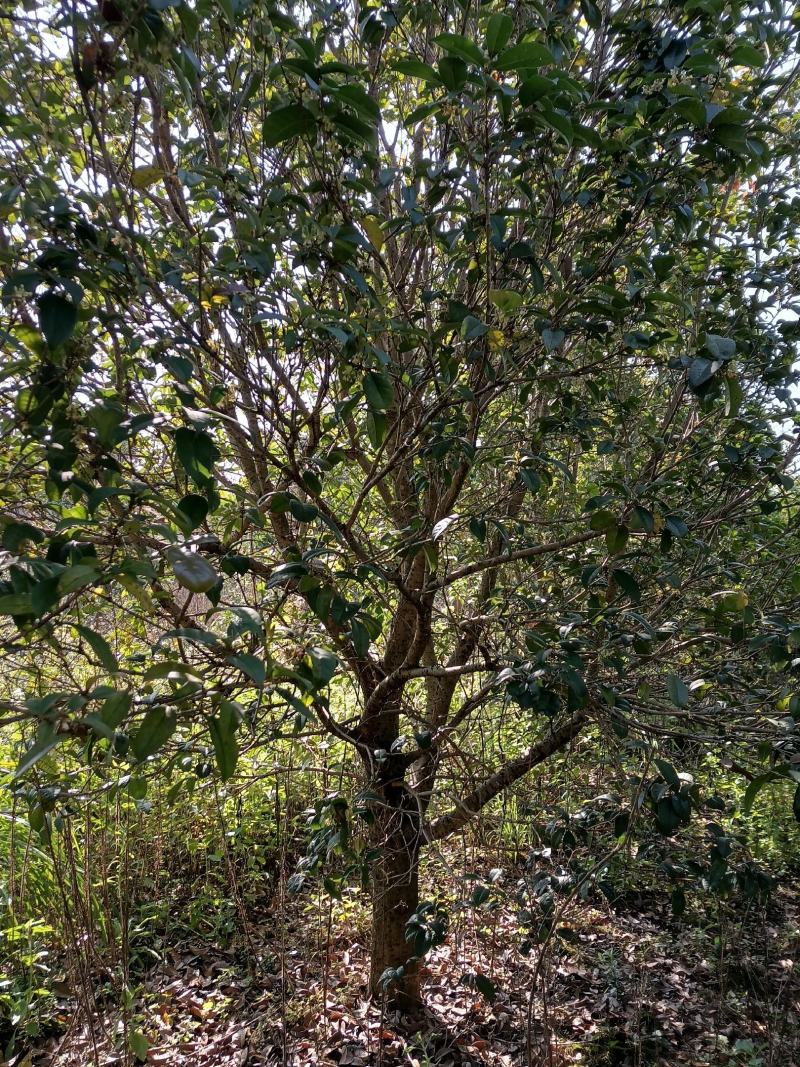 四季桂花树，广西桂北地区，绿化的优质，