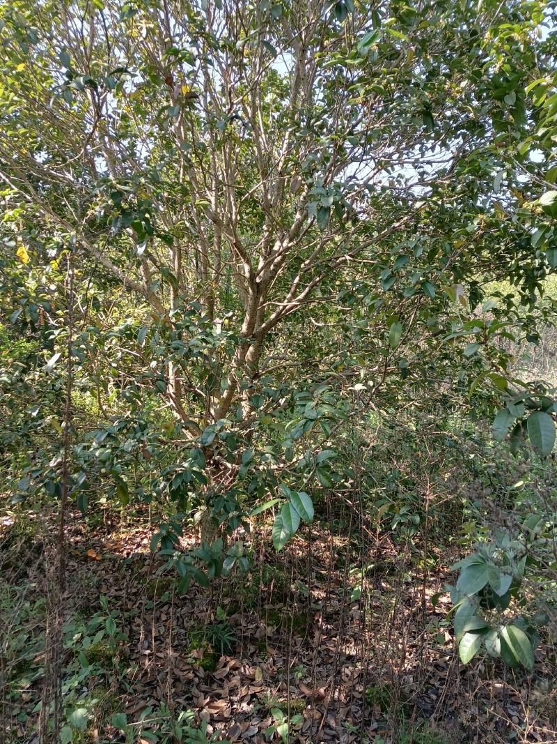 四季桂花树，广西桂北地区，绿化的优质，