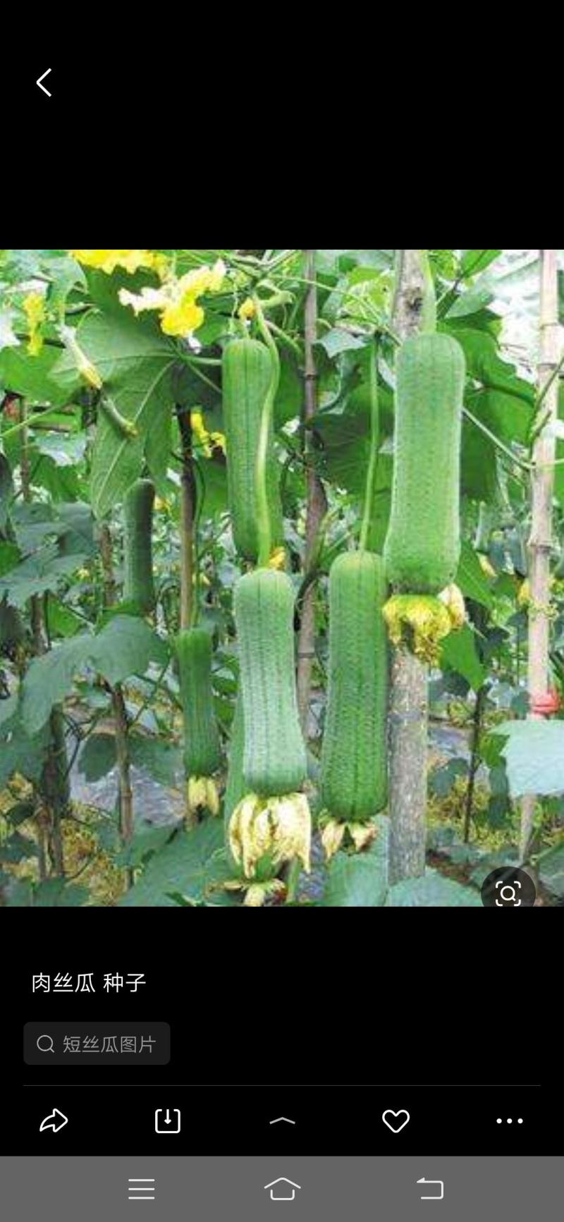 珍品早杂一号肉丝瓜，可连续坐瓜3-4条，长。30_35c