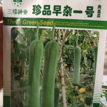 珍品早杂一号肉丝瓜，可连续坐瓜3-4条，长。30_35c