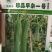 珍品早杂一号肉丝瓜，可连续坐瓜3-4条，长。30_35c