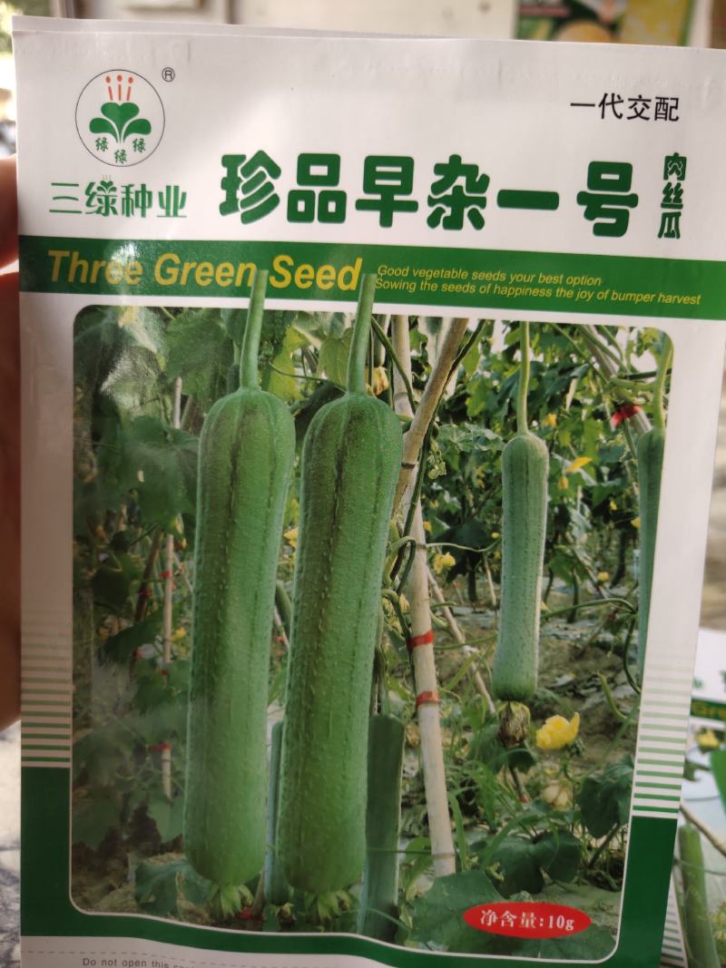 珍品早杂一号肉丝瓜，可连续坐瓜3-4条，长。30_35c