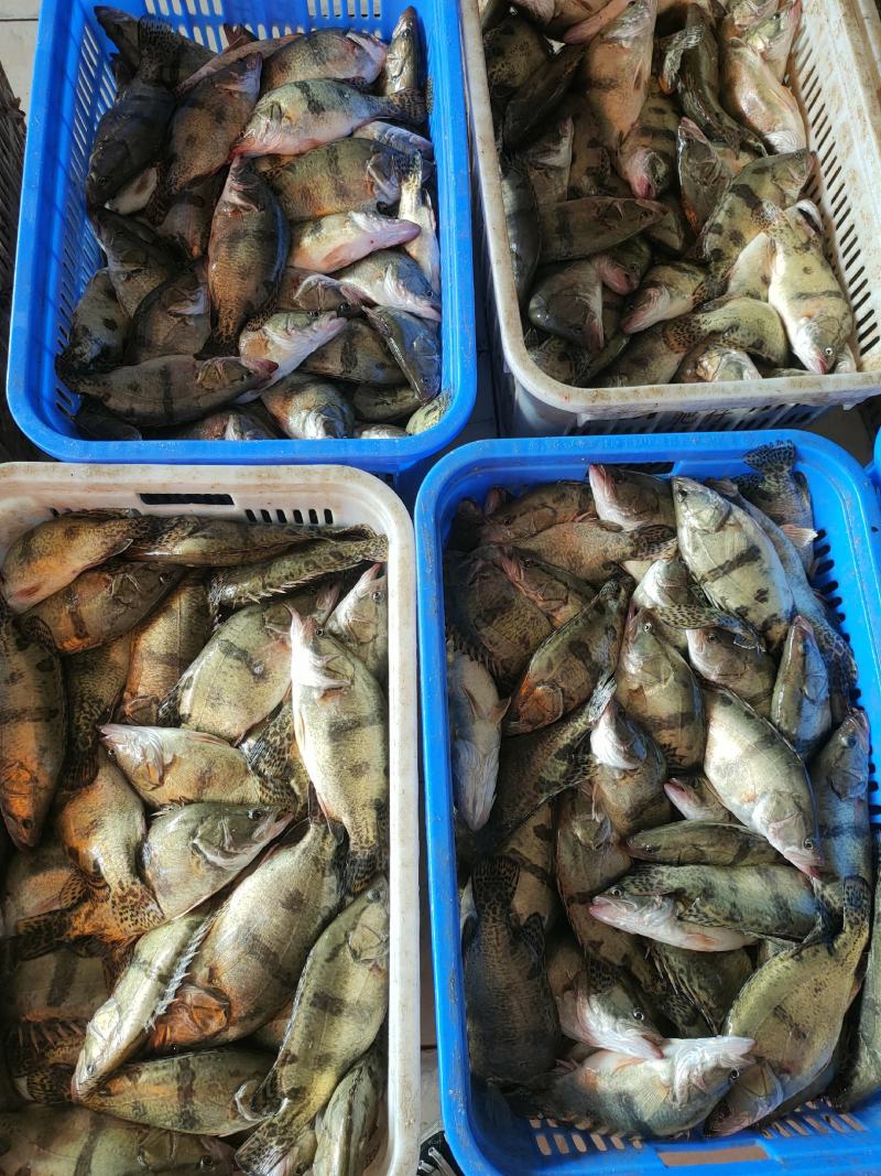 鲜货打死包，一手货源，生产臭桂鱼、真空三去桂鱼广东佛山