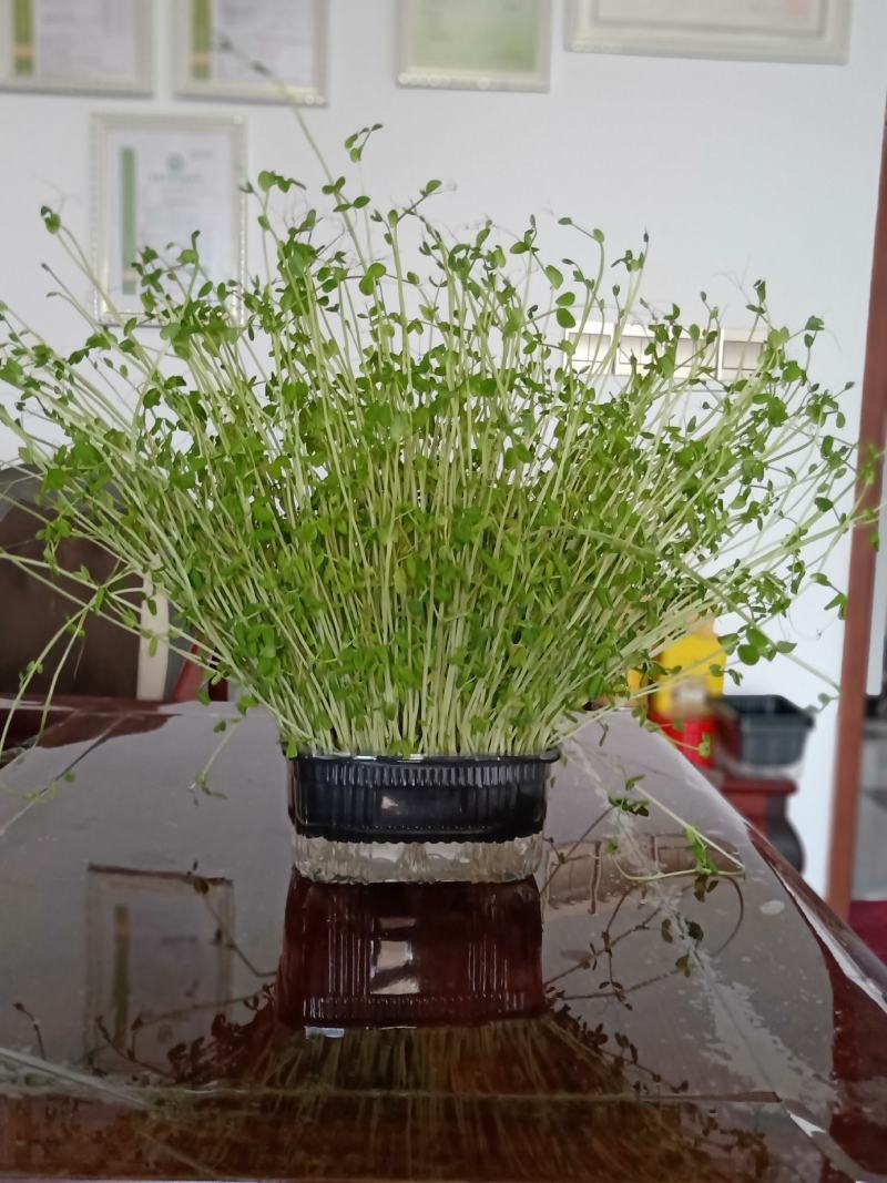 活体春豆苗(有机产品)