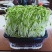 活体春豆苗(有机产品)