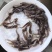 鲶鱼苗规格齐全，保值保量，提供养殖技术，