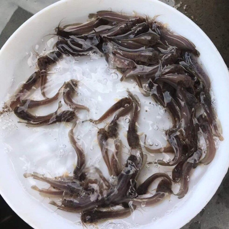 鲶鱼苗规格齐全，保值保量，提供养殖技术，