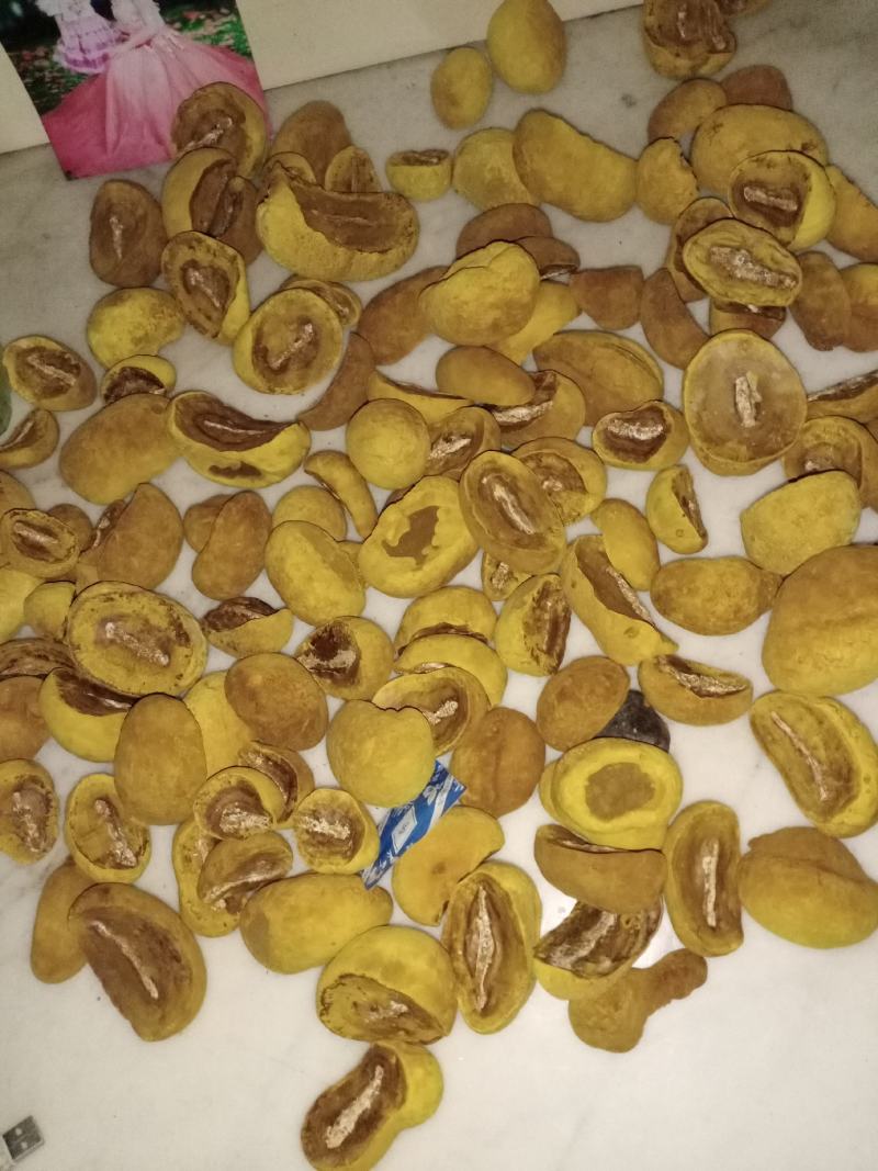 桑黄菌种西峡县科达菌种厂在本厂买菌种的客户免费送种植技术
