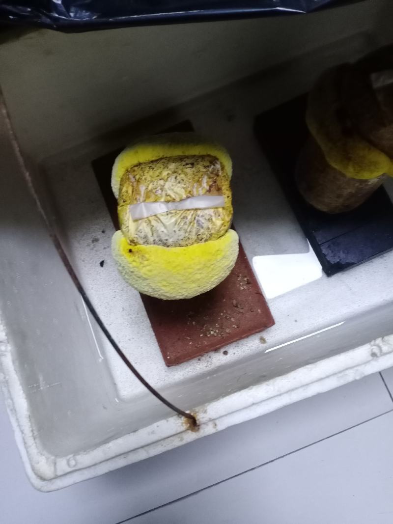 桑黄菌种西峡县科达菌种厂在本厂买菌种的客户免费送种植技术