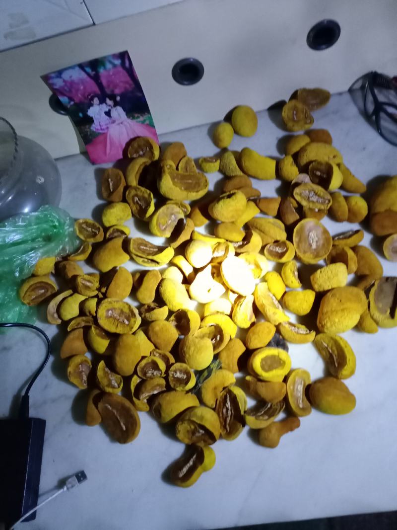 桑黄菌种西峡县科达菌种厂在本厂买菌种的客户免费送种植技术
