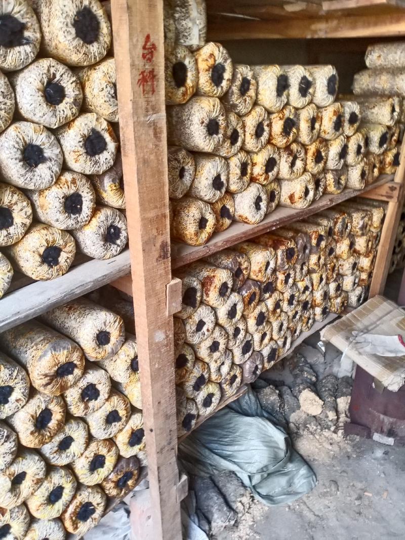 桑黄菌种西峡县科达菌种厂在本厂买菌种的客户免费送种植技术