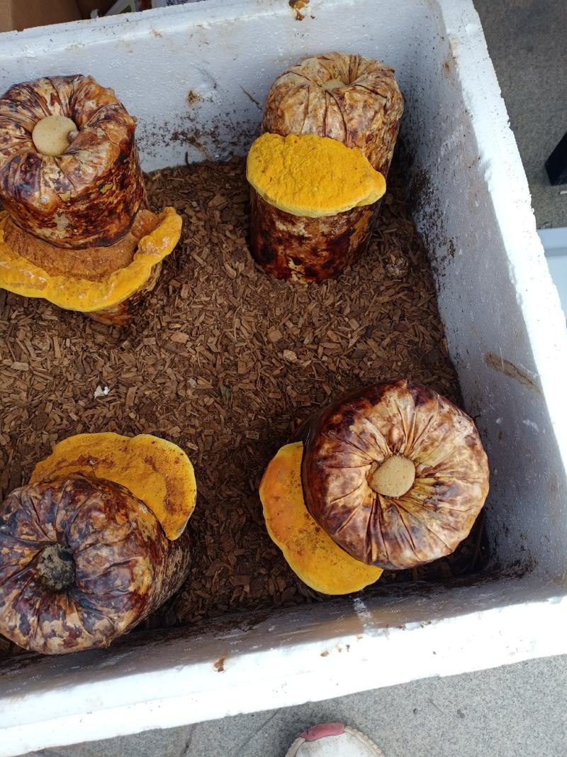 桑黄菌种西峡县科达菌种厂在本厂买菌种的客户免费送种植技术