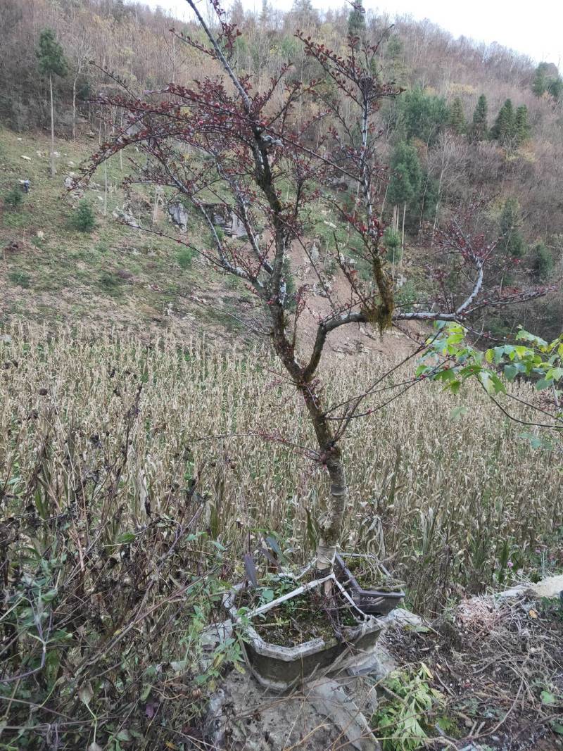 红花平枝荀子，白花荀子，地石榴铺地蜈蚣