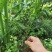 红花平枝荀子，白花荀子，地石榴铺地蜈蚣