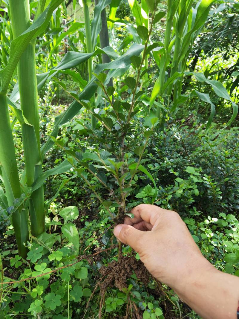 红花平枝荀子，白花荀子，地石榴铺地蜈蚣
