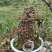 红花平枝荀子，白花荀子，地石榴铺地蜈蚣