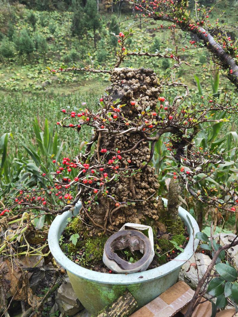 红花平枝荀子，白花荀子，地石榴铺地蜈蚣