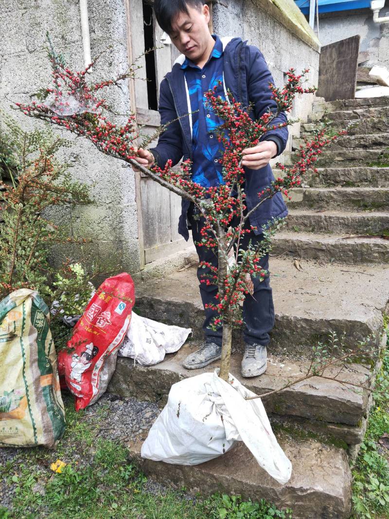 红花平枝荀子，白花荀子，地石榴铺地蜈蚣