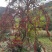 红花平枝荀子，白花荀子，地石榴铺地蜈蚣