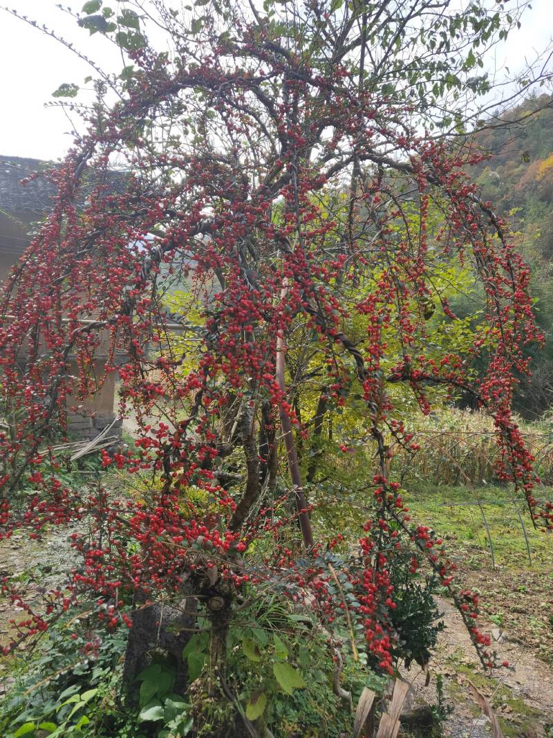 红花平枝荀子，白花荀子，地石榴铺地蜈蚣