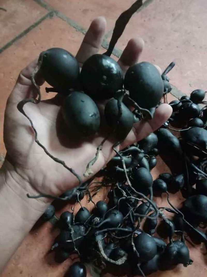 长期大量供应优质乌灵参