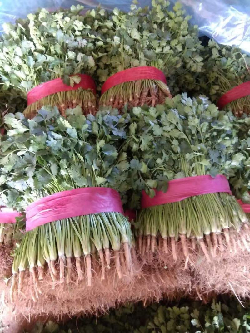 小叶香菜基地种植大量上货农户直接无中间差价！