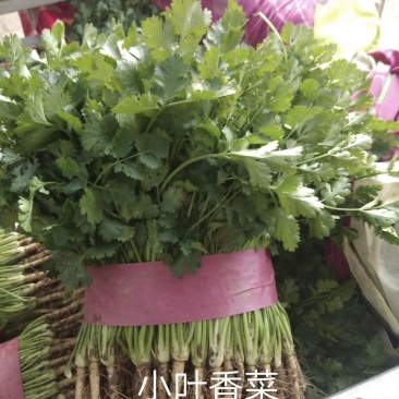 小叶香菜基地种植大量上货农户直接无中间差价！