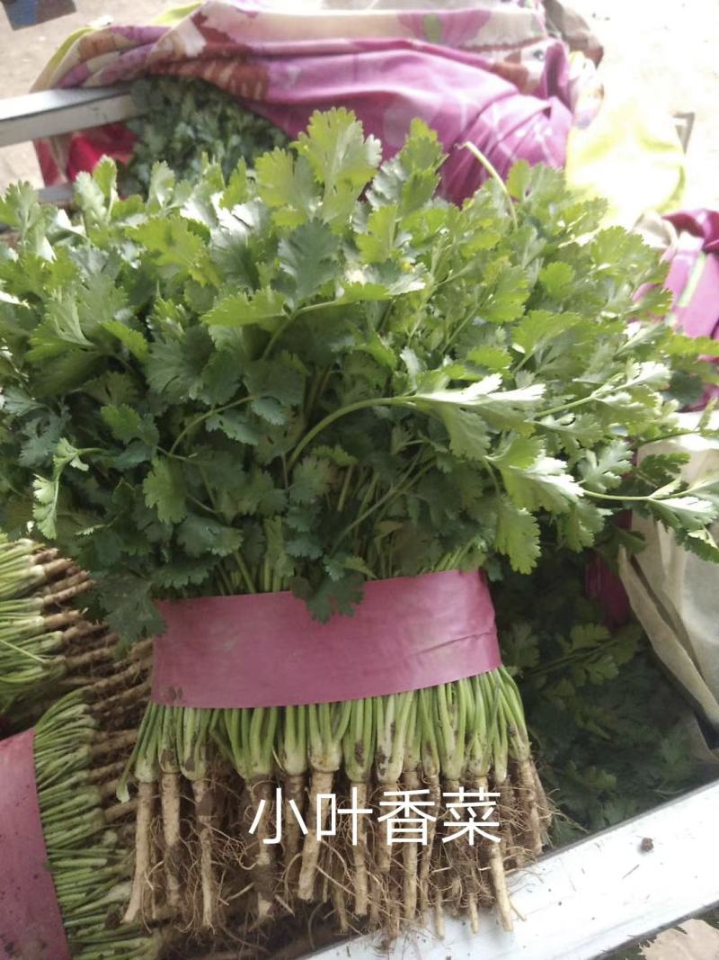 小叶香菜基地种植大量上货农户直接无中间差价！