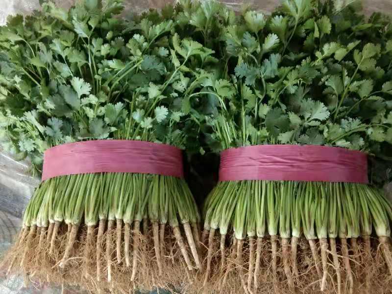 小叶香菜基地种植大量上货农户直接无中间差价！