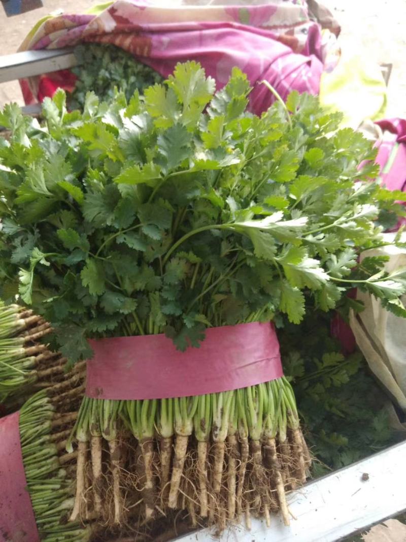 小叶香菜基地种植大量上货农户直接无中间差价！