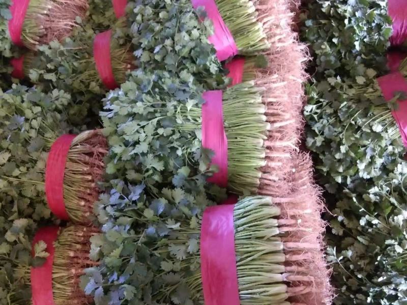小叶香菜基地种植大量上货农户直接无中间差价！