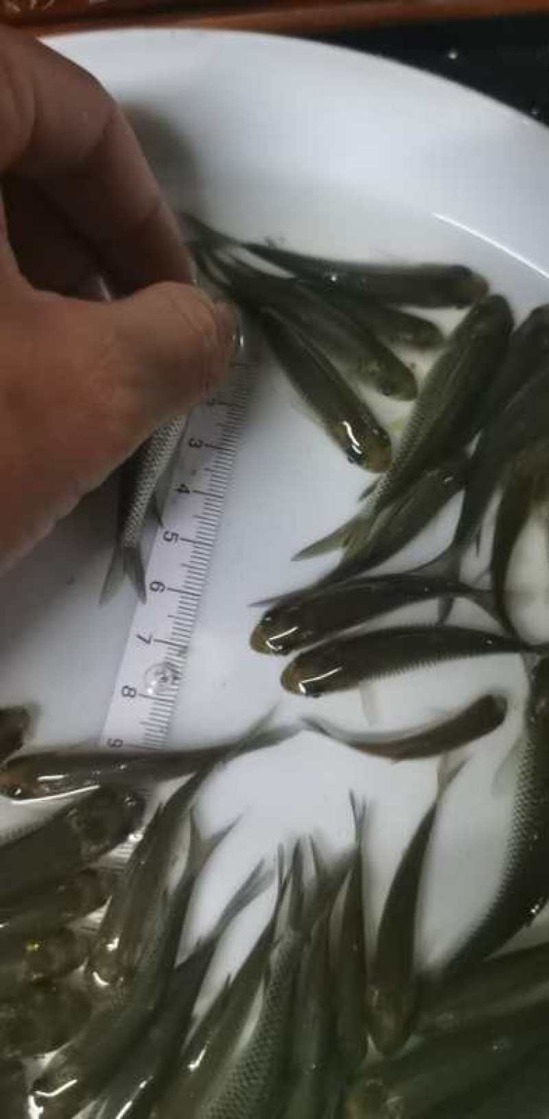 草鱼苗，支持全国发货，产地直批，价格实惠，量大从优