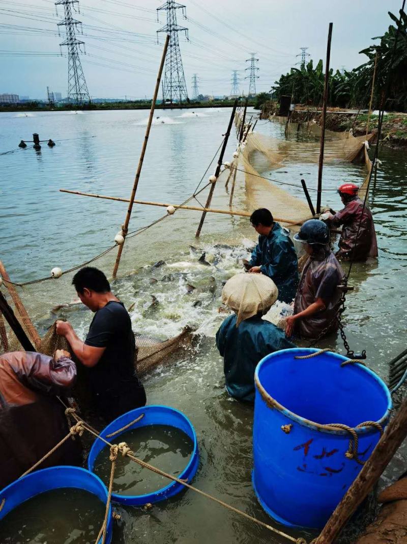 草鱼苗，支持全国发货，产地直批，价格实惠，量大从优