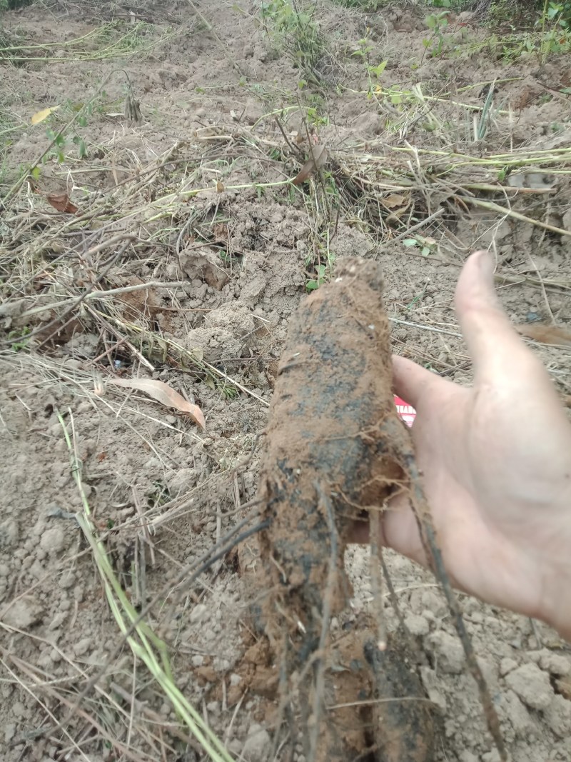 入地老鼠又名叫紫茉莉根干片