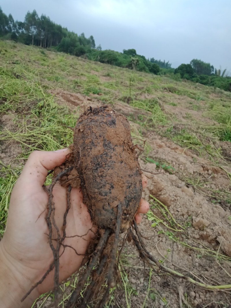 入地老鼠又名叫紫茉莉根干片