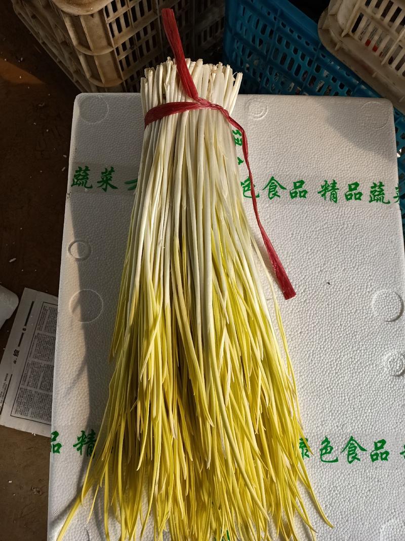 大量供应精品蒜黄，品相好，诚信经营，质量保证