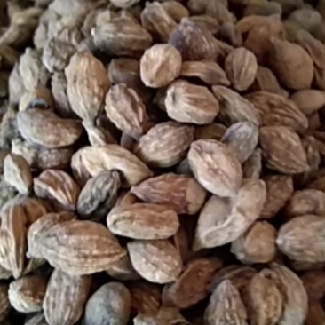 益智仁，大量供应，批发，零售，支持线上交易‘