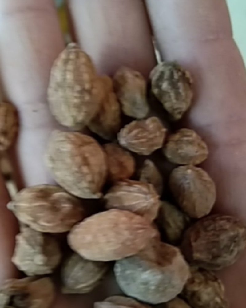 益智仁，大量供应，批发，零售，支持线上交易‘