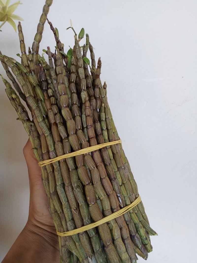 铁皮石斛鲜条