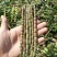 铁皮石斛鲜条
