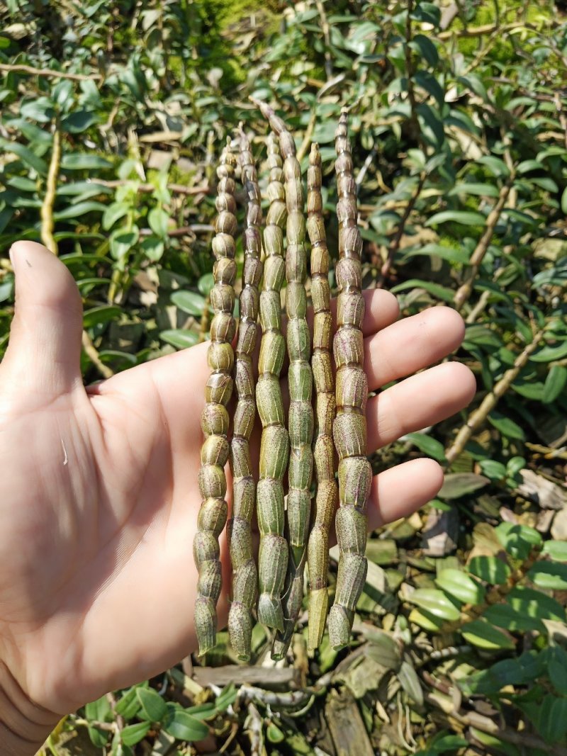 铁皮石斛鲜条