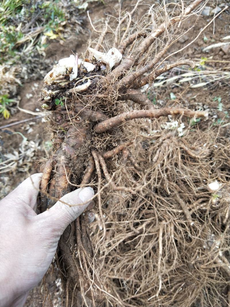 在高山种植甜当归的需要的联系